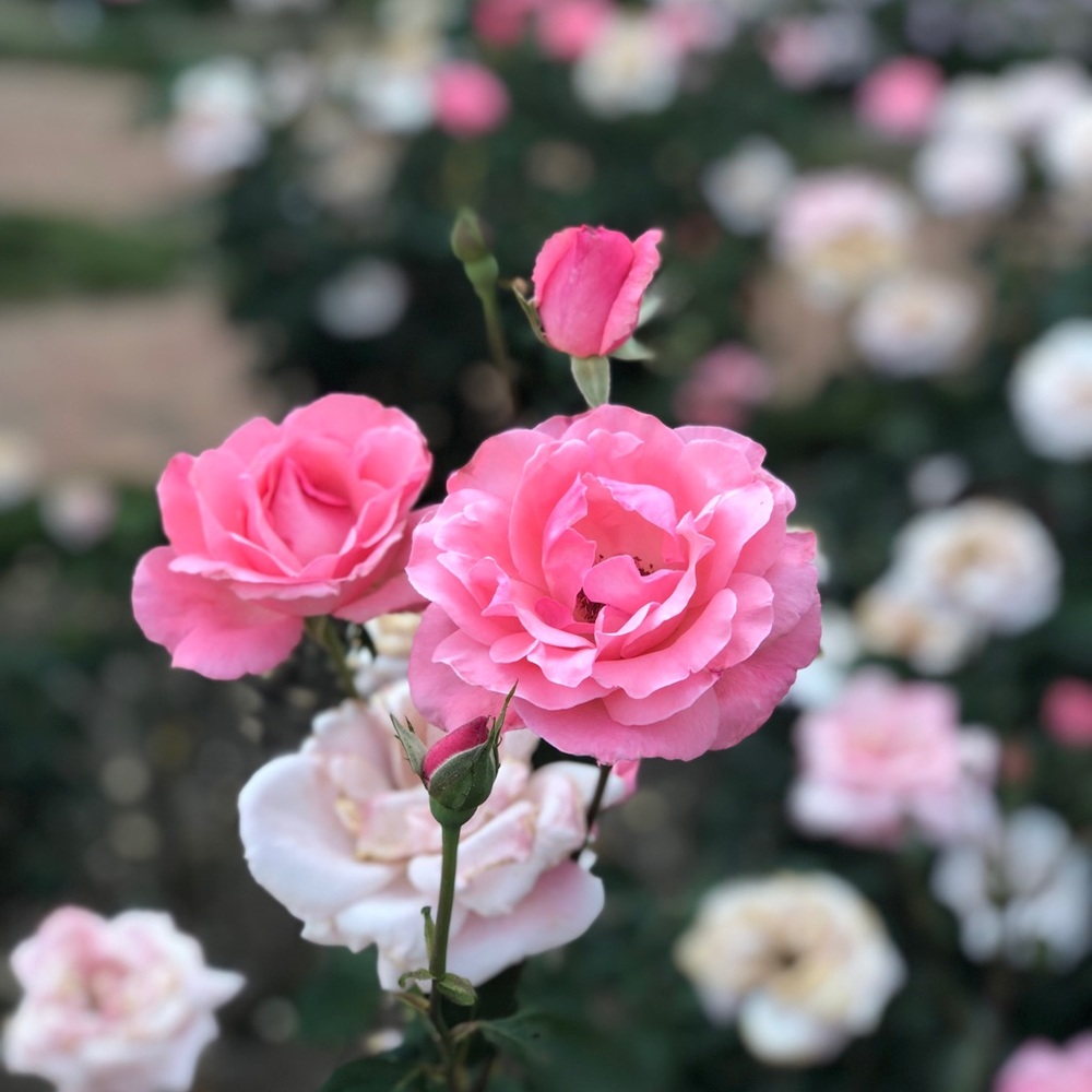 Meet your Posher, Mel